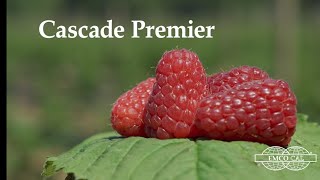 Малина Каскад примьер (Cascade Premier) предзаказ на февраль