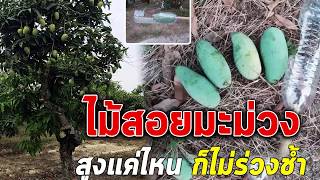 ไม้สอยมะม่วง สูงแค่ไหน ก็ไม่ร่วงช้ำ | วิชาชีวิต