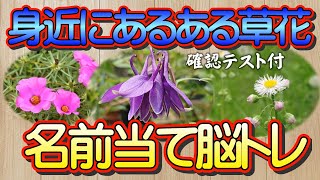 大好評の脳トレ！身近な野草・草花好きの人へ贈る初級・中級・上級編各５問の身近にあるある草花写真館－脳トレクイズ－脳トレをしながら花の名前が覚えられる画期的な脳トレです。脳を活性化する復習問題あり。