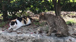 三毛猫母さん、近寄って来た新顔トラ猫に戸惑うwww【公園野良猫の暮らし】Cute cat videos