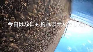 神奈川県川崎市東扇島 サビキでチャレンジ