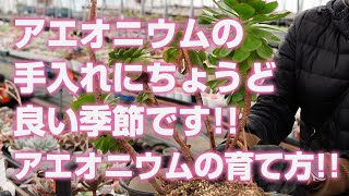 【多肉植物】アエオニウムの手入れにちょうど良い季節です!!アエオニウムの育て方!!【succulent】トロピカルガーデン