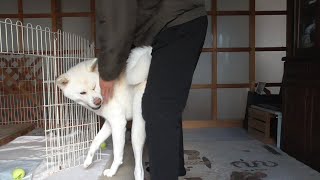 【秋田犬ゆうき】暫く会えなかった（約２時間）飼い主と再会出来たのでとても嬉しい【akita dog】