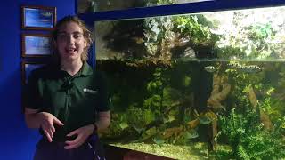 Archer Fish at Blue Reef Aquarium Portsmouth