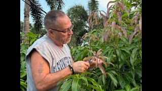 The Secrets to Tipping Mango Trees for Bigger Harvests