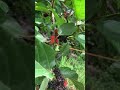 Satisfying picking mulberries #shortsvideo #shortsvideo #asmrsound #fruits #mulberries