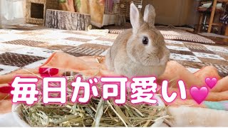 朝から楽しい可愛いうさぎ🐰No.42 はなちゃんとの日々