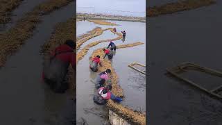 Pond wealth: the process of collecting algae