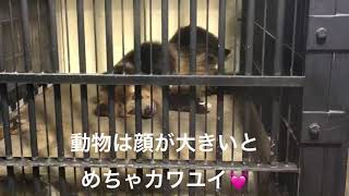 【ウマグマ】bear  🐻のマーー。顔のデカさに比例する可愛いさ💓(たぶん)