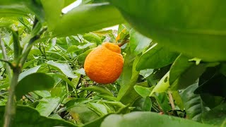 Pruning Tangelo Tree - Annual Butchering