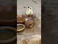 Cute duck video #love #duck #minivlog #foryou #animals