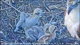 ~Barnegat Light Osprey - Rybołowy -  Maluszek bardzo się stara , ale czy będzie dane mu żyć ???~