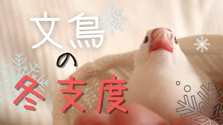 文鳥の冬支度