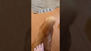 ここをかくとぶるっちゃう柴犬ミク🐕 #柴犬 #保護犬 #柴犬動画 #shibainu #柴犬ミク #柴犬と4匹の先住猫