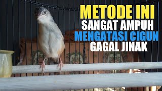 CARA MENGATASI BURUNG CIGUN GAGAL JINAK