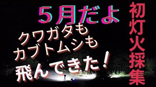 【灯火採集】初クワガタ、カブト虫にびっくり