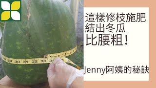 做對修枝施肥 种出冬瓜比腰粗【新康花苑】Jenny阿姨秘訣獨家分享！ 紐約老人免費享受福利活動 免費綫上課程+活動 +平臺展示 | 新康社區