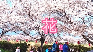 花　第11回草津さくら祭り~昭和100年と昭和歌謡を歌い継ぐ青春歌声しゃぼん玉♪(サンライズ音楽広場)♪