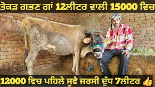 ਸਸਤੇ ਭਾਅ 2 ਗਾਵਾਂ ਵੀਕਾਓ। cows for sale/vadiya farm/16-1-25