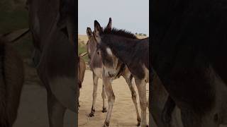 Big black DONKEY #animals #viralvideo #youtubeshorts