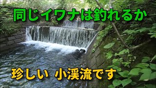 同じイワナは釣れるか・コンクリートと堰堤の里川へ行ってみる / フライフィッシング  北海道 / FlyFishing