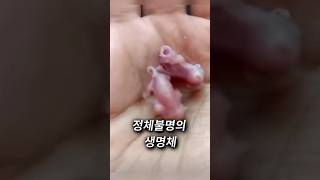 슈가 글라이더의 치명적 귀여움