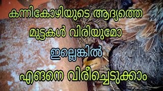 കന്നി കോഴിയുടെ  ആദ്യത്തെ മുട്ടകൾ ഇനി സിംപിൾ ആയി വിരിച്ചെടുക്കാം 👍🏻