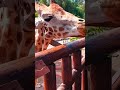 giraffe sounds 🦒❤️