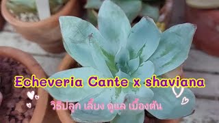 วิธีปลูกดูแลกุหลาบหิน|Echeveria Cante x shaviana||ไม้อวบน้ำ|Succulent|สำหรับมือใหม่|Mom1010_garden