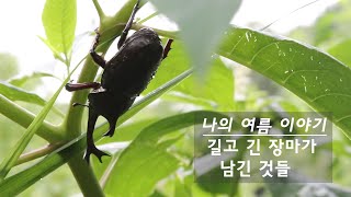 시골 생활 ㅣ나의 여름 이야기ㅣ길고 긴 장마가 남긴 것들, 천둥치는 밤과 들꽃들 ㅣ시골 풍경