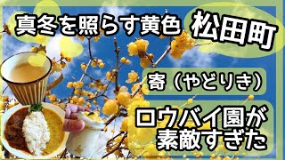 【松田町】寄・ロウバイまつり♡まるで秘密の花園🌸「たなーたん！」の期間限定ランチ🎶