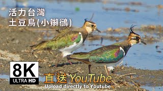 8K 土豆鳥(小辮鴴)的回饋之旅  Life of Vanellus vanellus