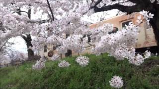 京都桜紀行　嵐電　桜のトンネル　2017.4.9