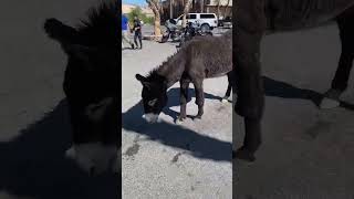 Hanging with the local burros in Beatty, Nevada