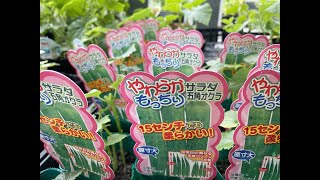 寄せ植えマイスター國分豊による寄せ植え講座15　～ピーマン･オクラの大苗を植えてみよう～