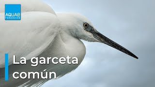 La GARCETA COMÚN, la NOVIA de las AVES