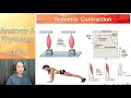 PHYL 141 | Muscular System | Concentric, Eccentric, & Isometric Contractions