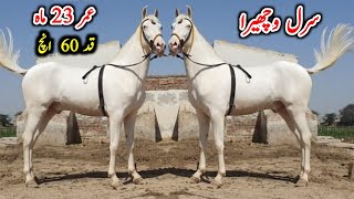 White Nukra Wachera For Sale | Naze Baz Nukra Ghora