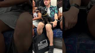 London Tube Dog? ロンドンの地下鉄　犬?