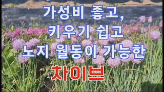 차이브 - 가성비 좋고, 키우기 쉽고, 노지월동이 가능한 정원 식물