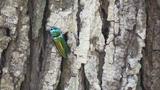 MVI 0110  Click Beetle (Eleteridae)  on bark of Acacia auriculiformis  tree, Doresanipalya, 090522