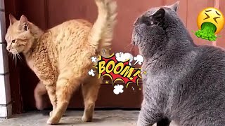 SMALL FART 🐕 💨 - 😹Funniest Pets Farting Reaction Videos Compilation | Super Cat And Dog