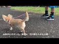 日課ではありません　チワワのダメダメ飼育日記 20