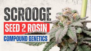 🔥 Seed to Harvest: INSANE Live Rosin from a GAS Strain! (Wash \u0026 Press Fail?!) 🌱💨