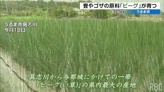 秋に植え付けたビーグが順調に育つ　県内最大のい草の産地・うるま市の具志川から与那城照間の一帯