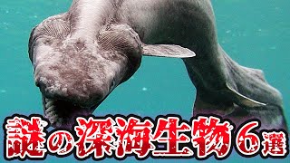 【ゆっくり解説】未だ解明できない謎の深海魚6選