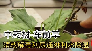 认识中药材-车前草，路边杂草用途不小，大车前和平车前怎么区分