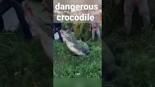 dangerous crocodile #shots #viral #😱 #😱
