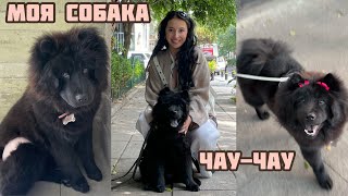 ОБЗОР НА СОБАКУ: Чау-чау | Характер, уход и особенности породы | Личный опыт