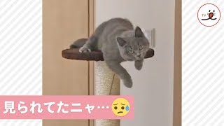 見られてた💦 一人遊びを覗き見された猫ちゃん🐱【PECO TV】